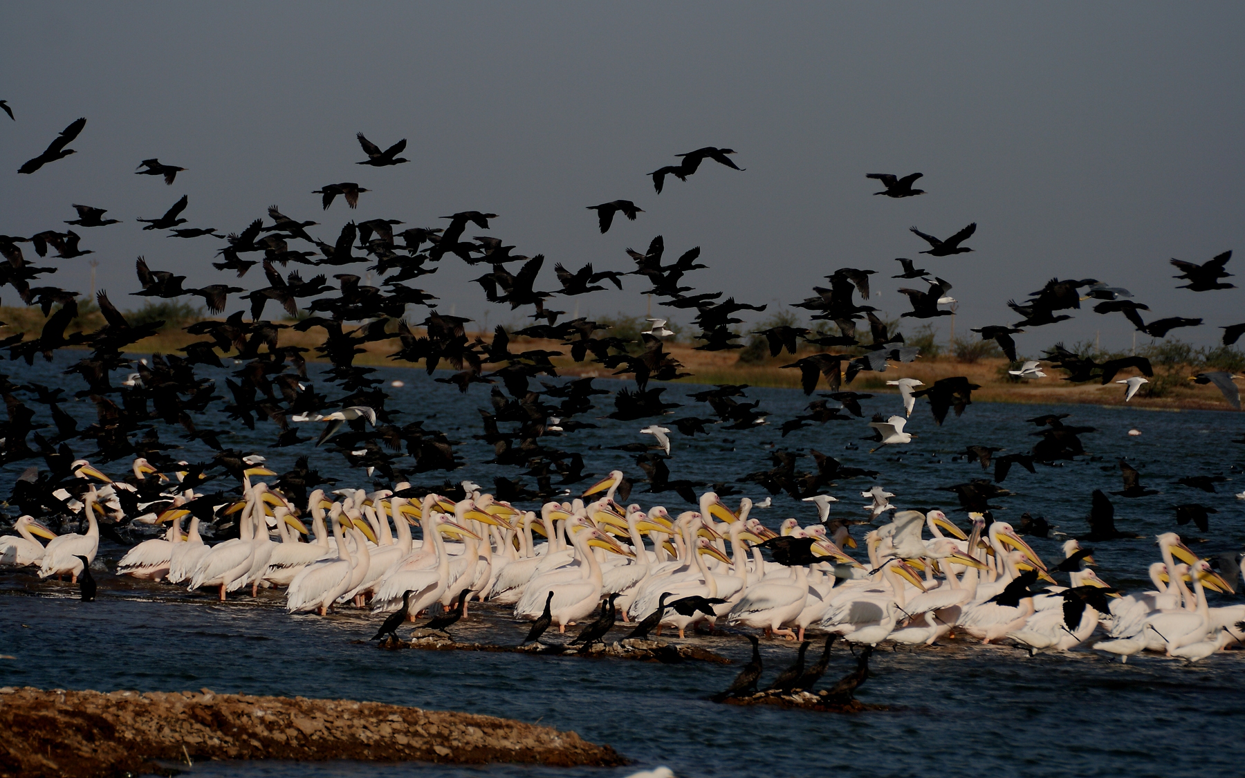 Rosy Pelicans with Little Cormorants